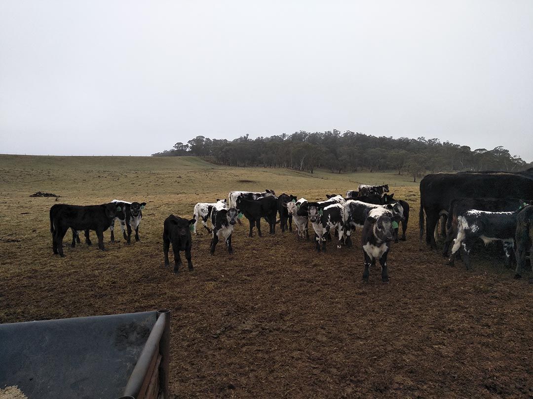 alinjarra speckle park