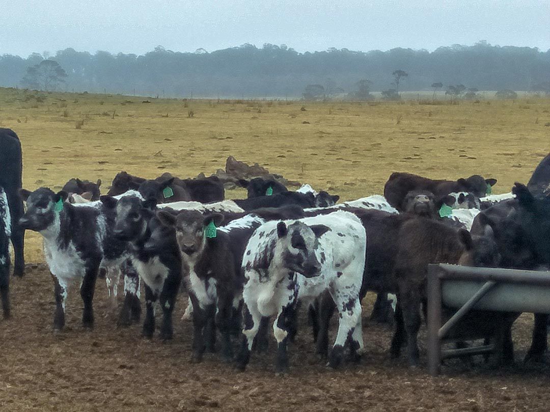 alinjarra speckle park