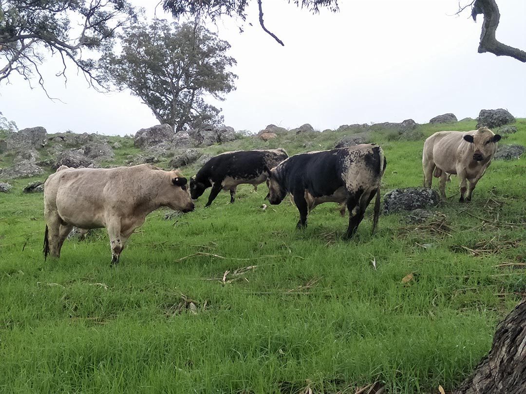 alinjarra speckle park