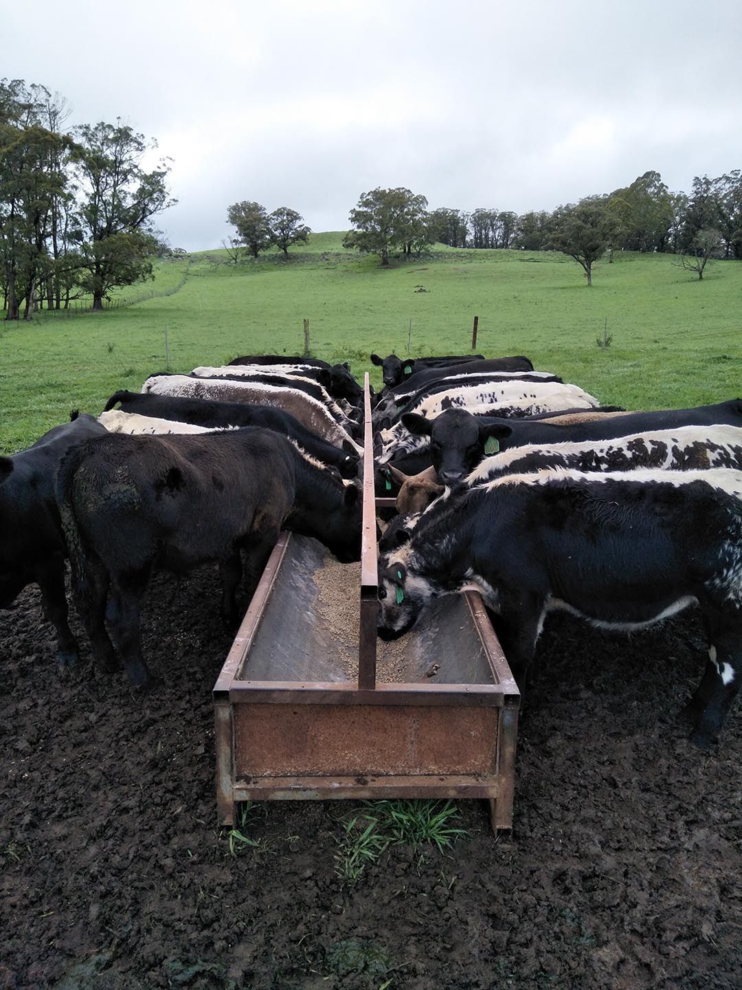 alinjarra speckle park