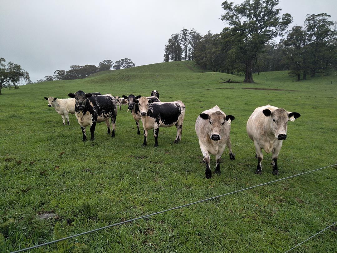 alinjarra speckle park