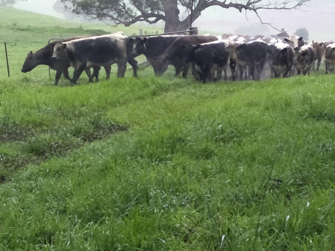 alinjarra speckle park