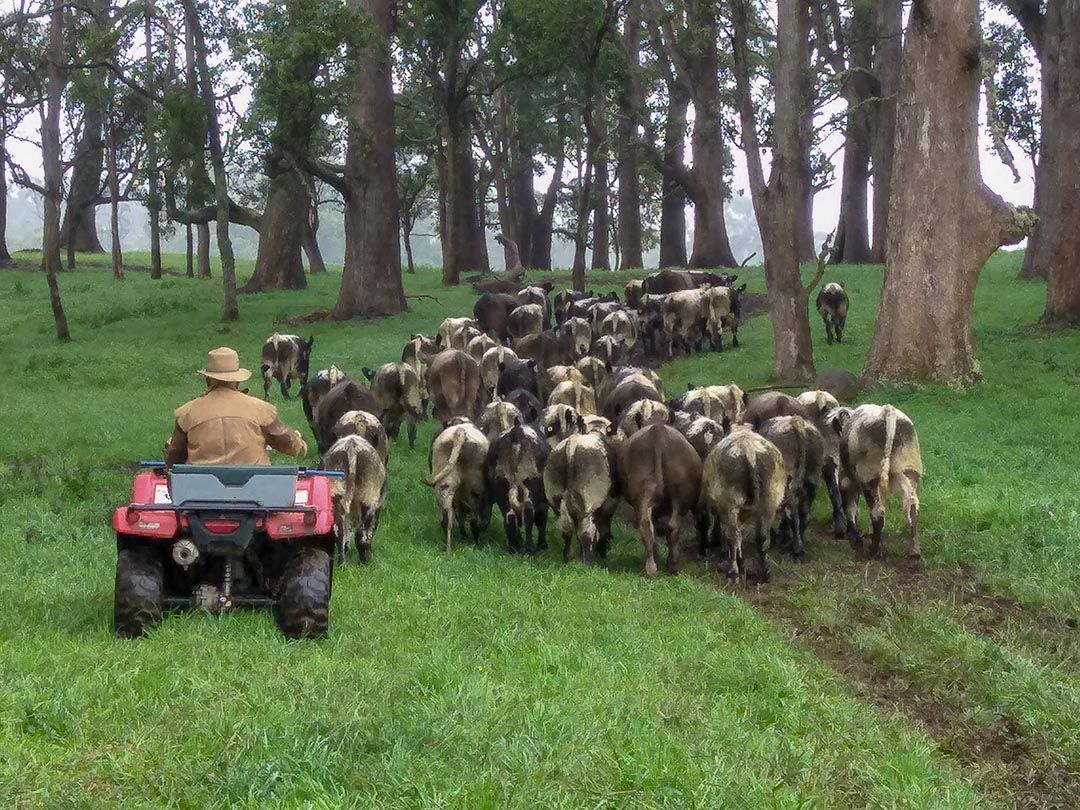 alinjarra speckle park