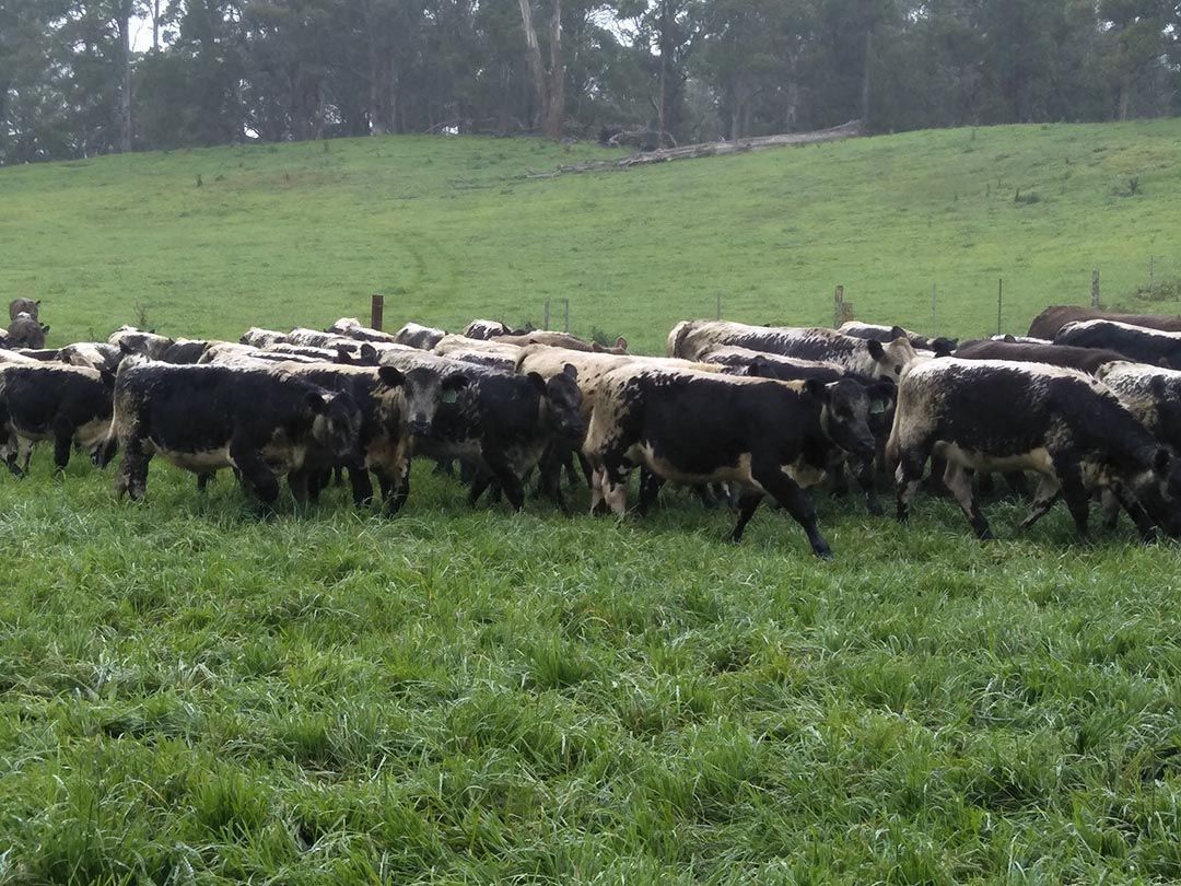 alinjarra speckle park