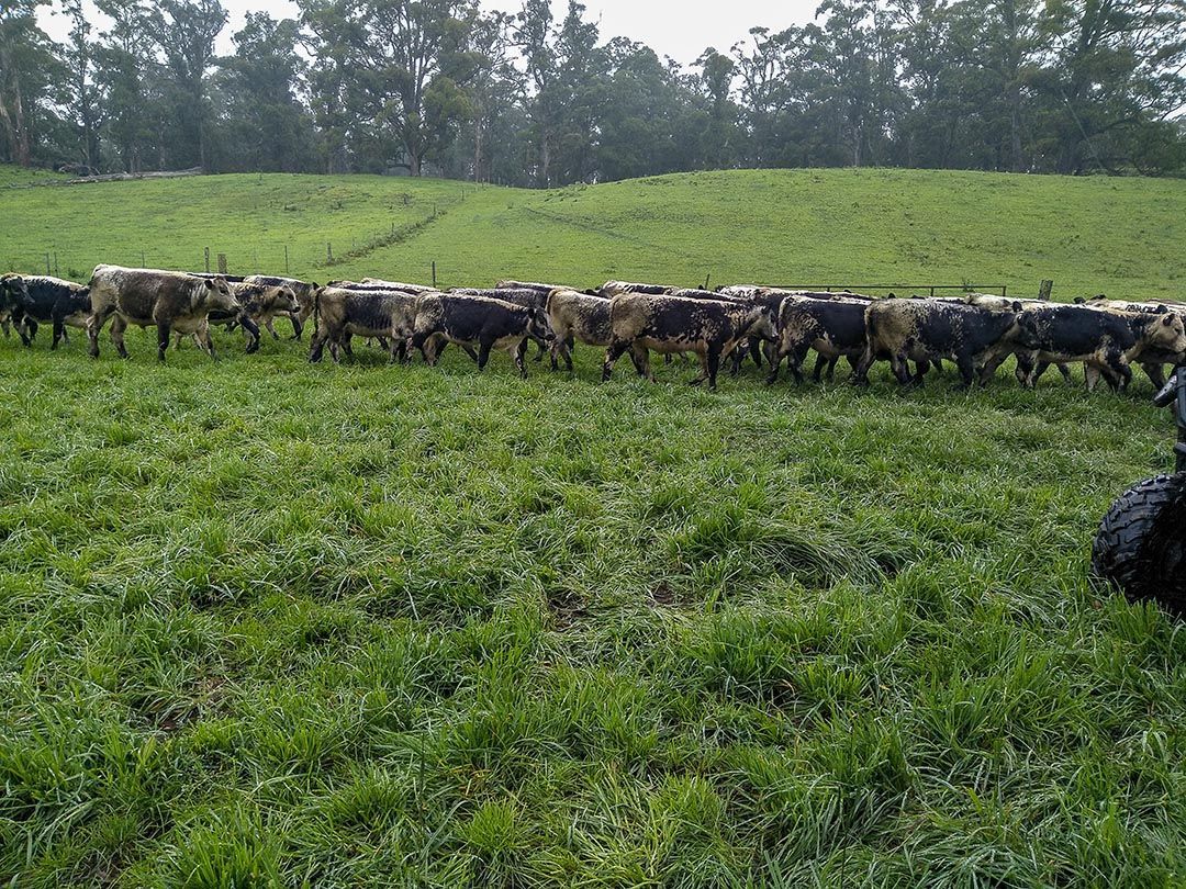 alinjarra speckle park