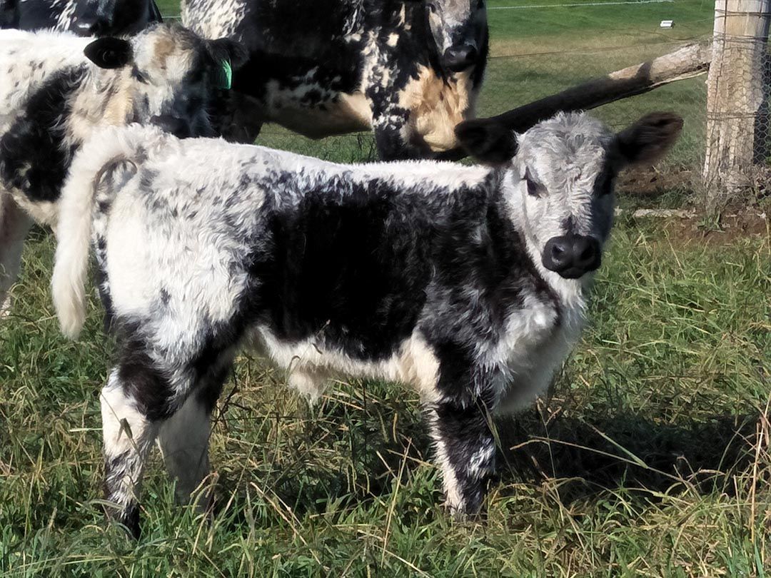 alinjarra speckle park