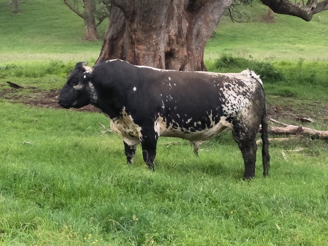 alinjarra speckle park