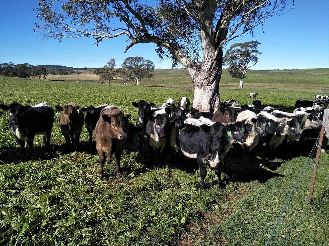 alinjarra speckle park