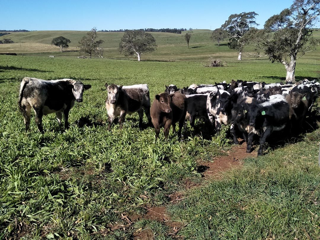 alinjarra speckle park