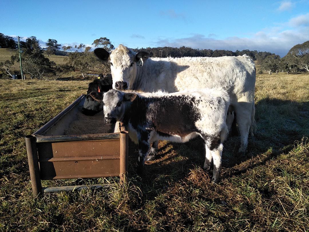 alinjarra speckle park