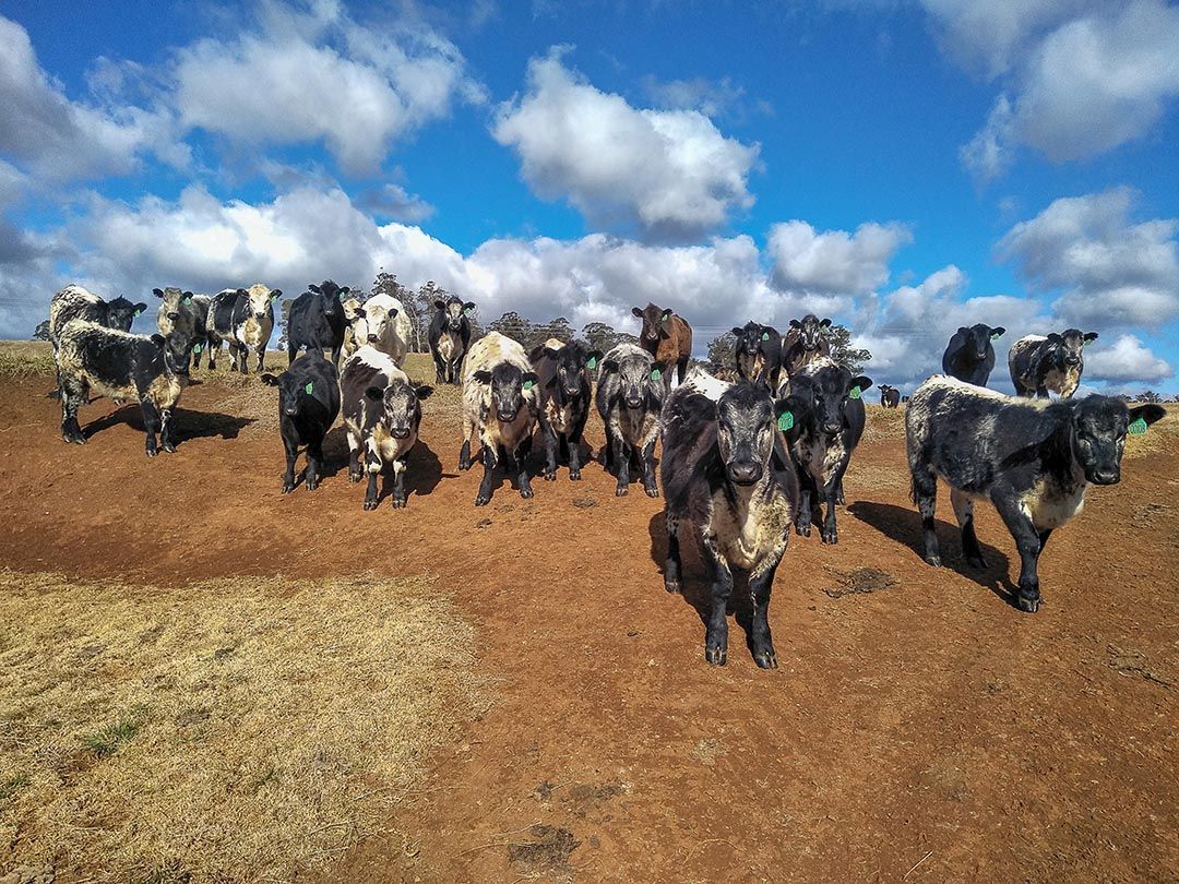 alinjarra speckle park