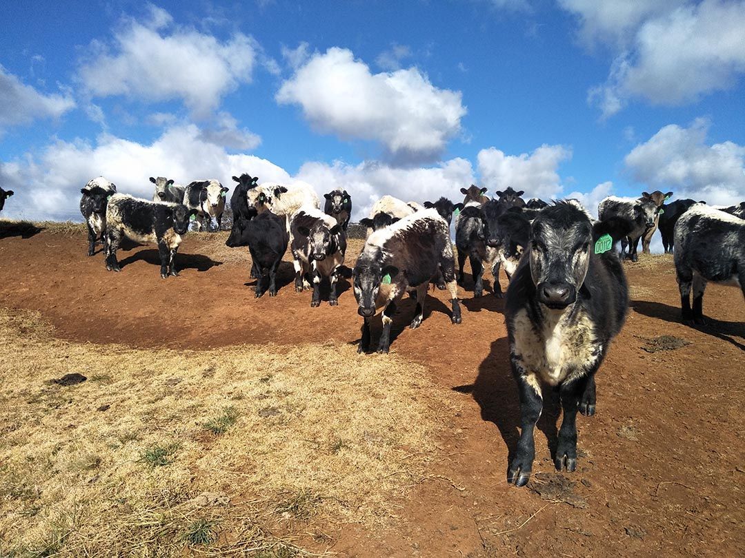 alinjarra speckle park