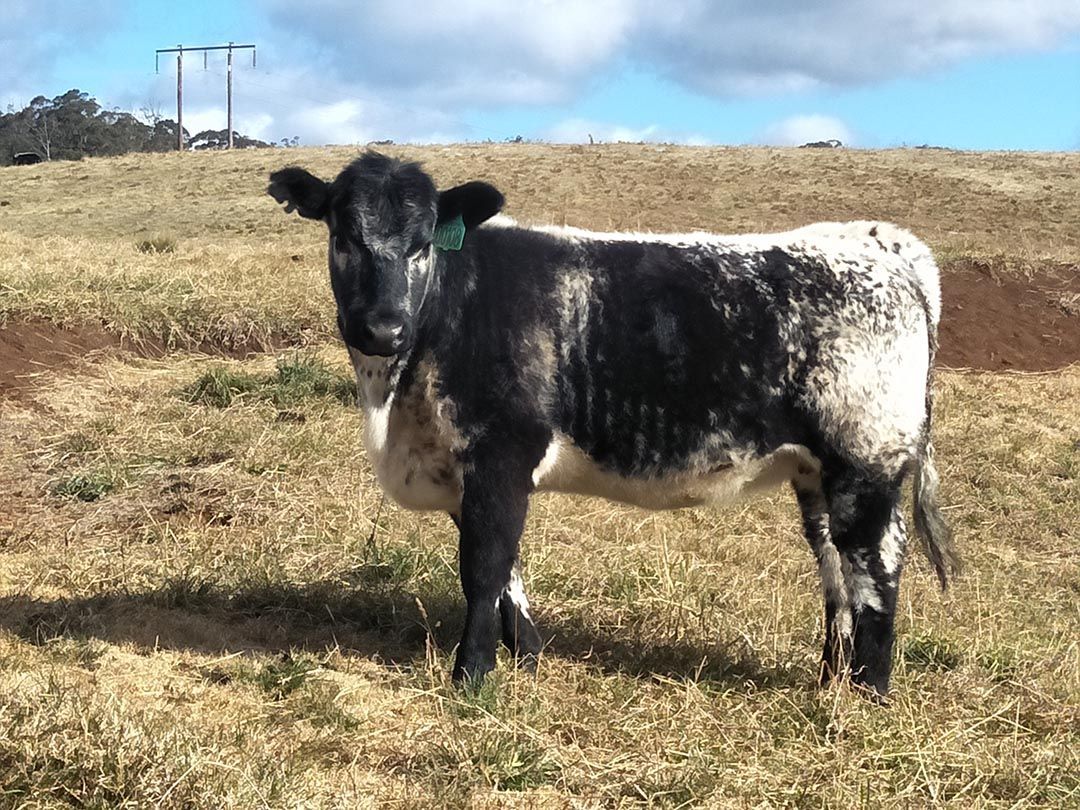 alinjarra speckle park