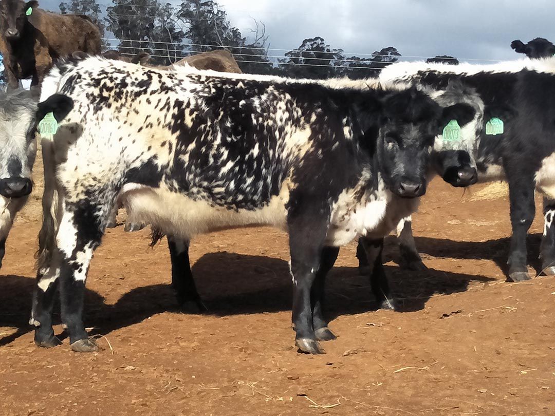 alinjarra speckle park