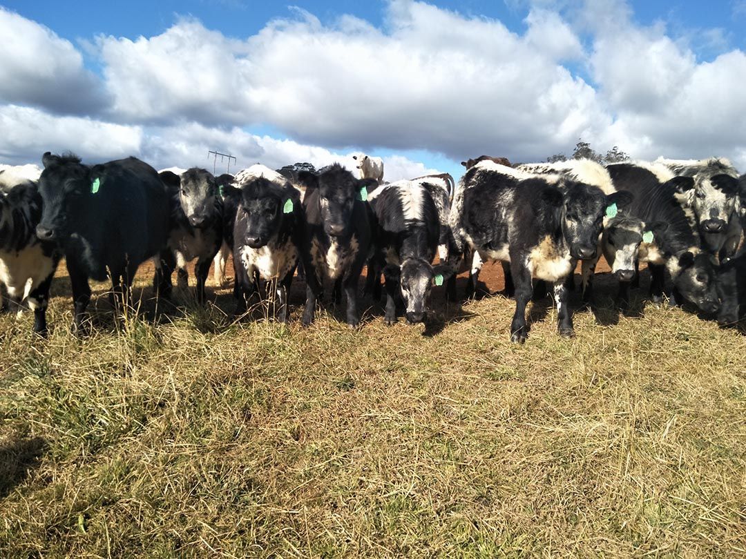 alinjarra speckle park