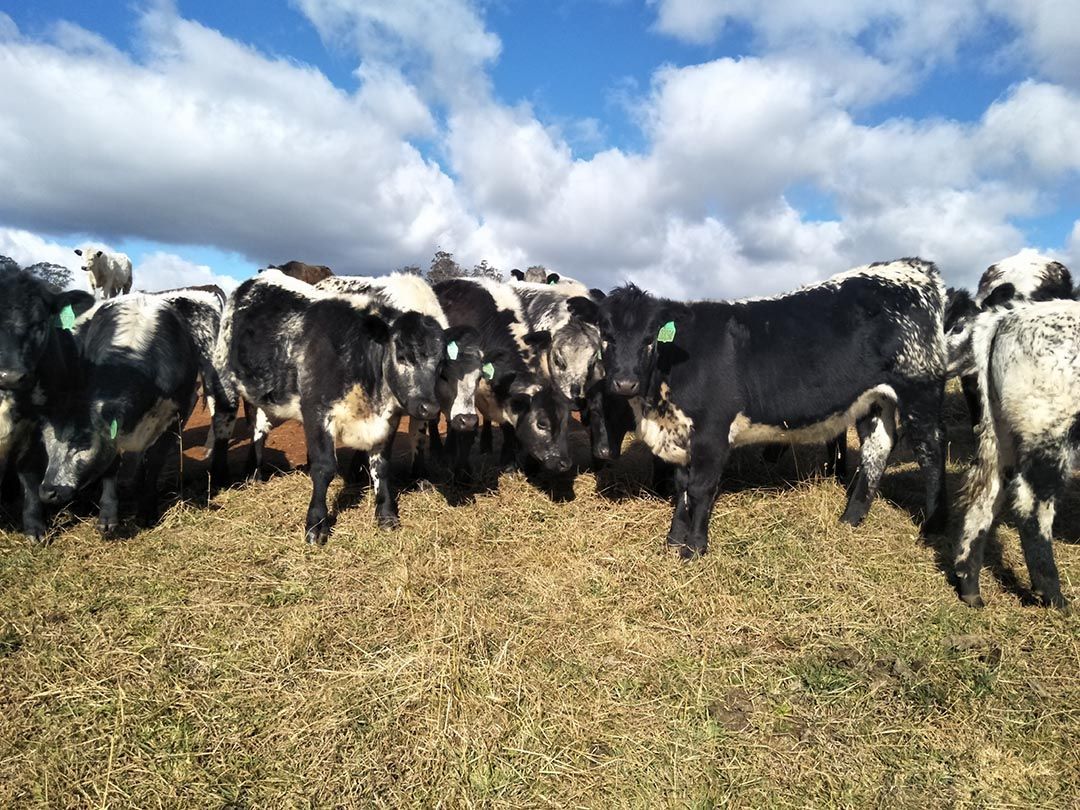 alinjarra speckle park