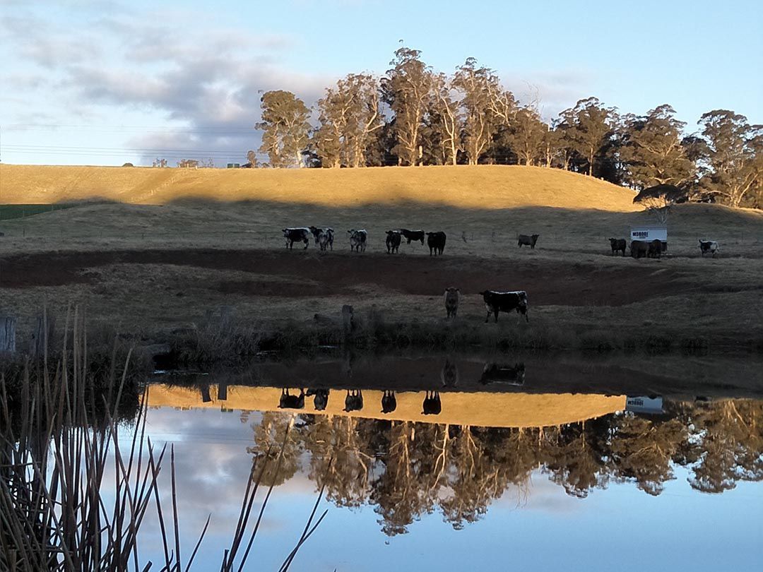 alinjarra speckle park