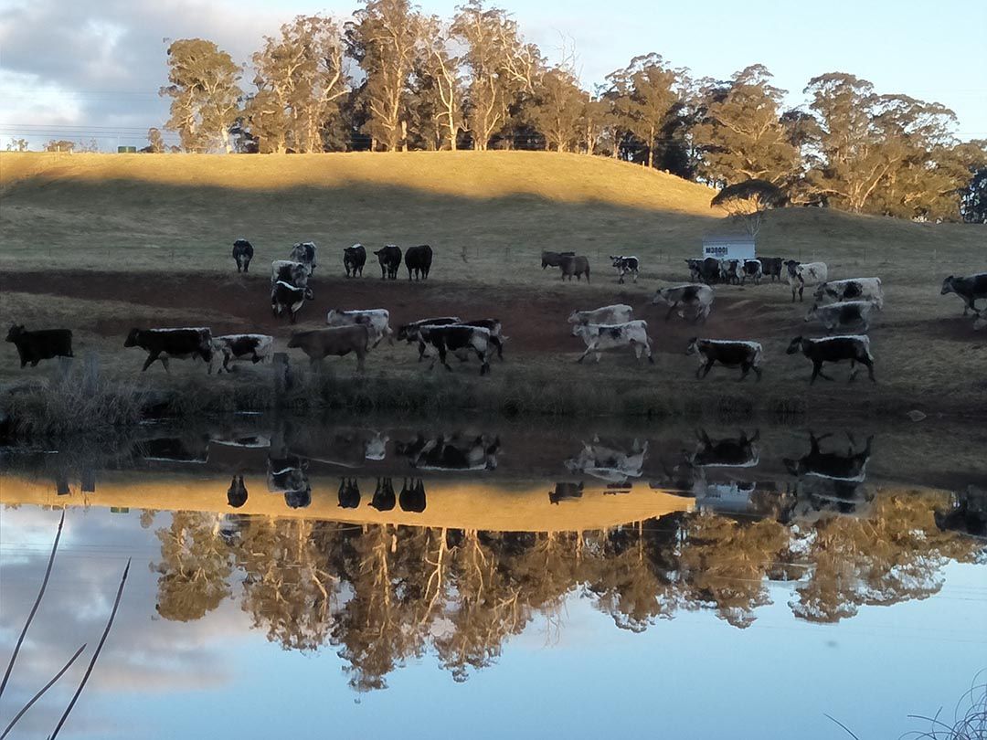 alinjarra speckle park