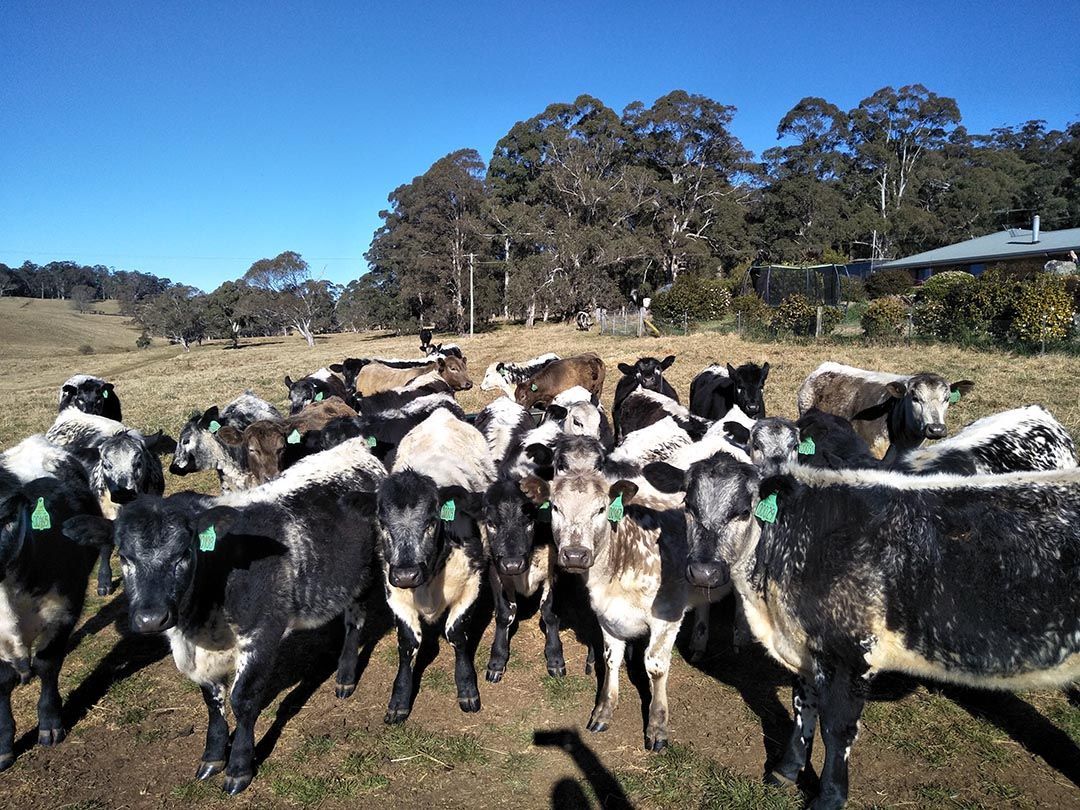 alinjarra speckle park