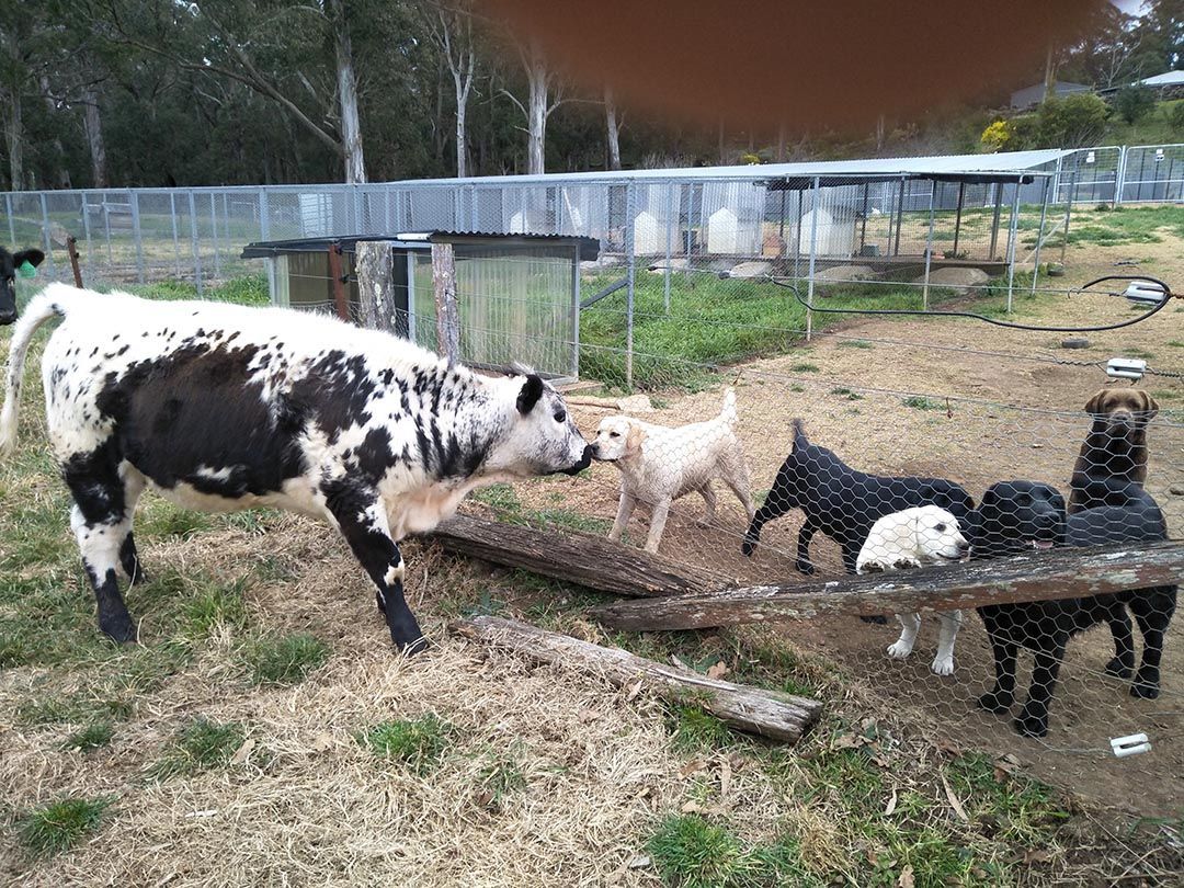 alinjarra speckle park