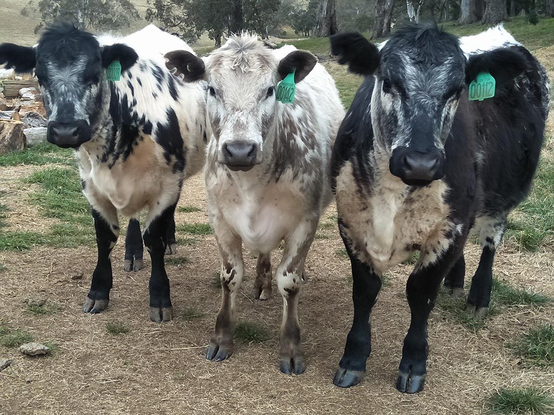 alinjarra speckle park