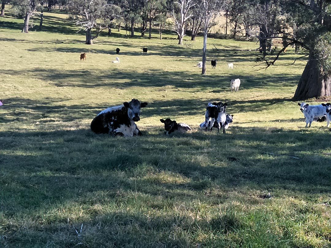 alinjarra speckle park