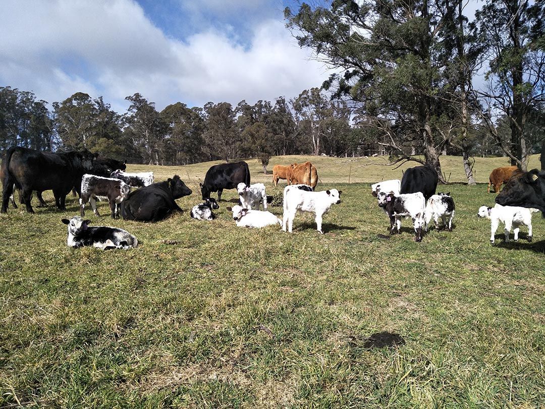 alinjarra speckle park