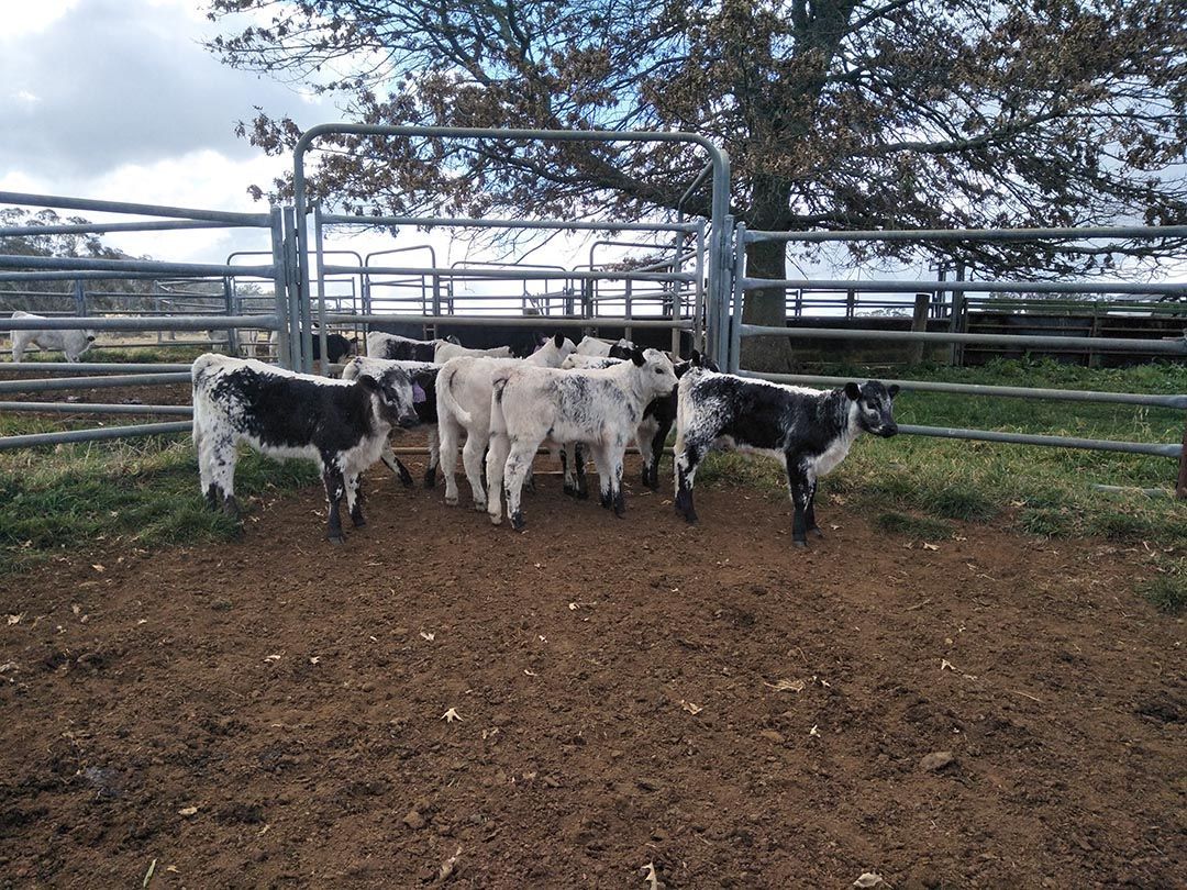 alinjarra speckle park