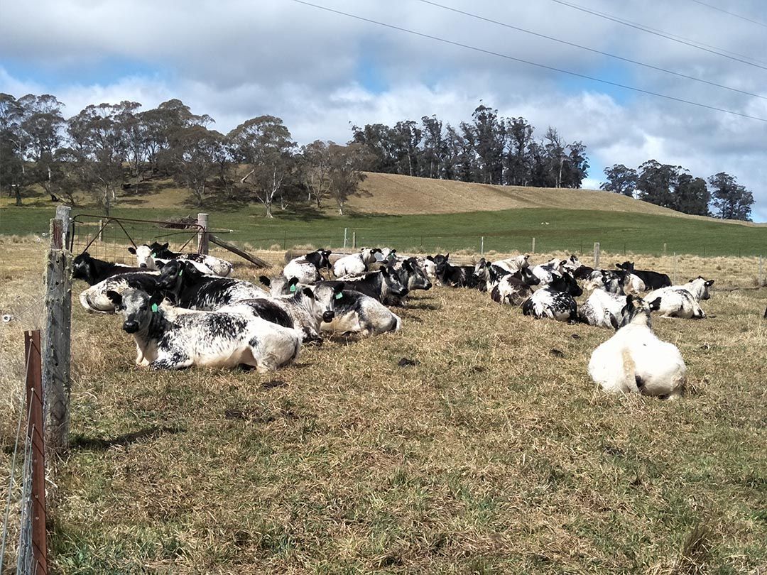 alinjarra speckle park