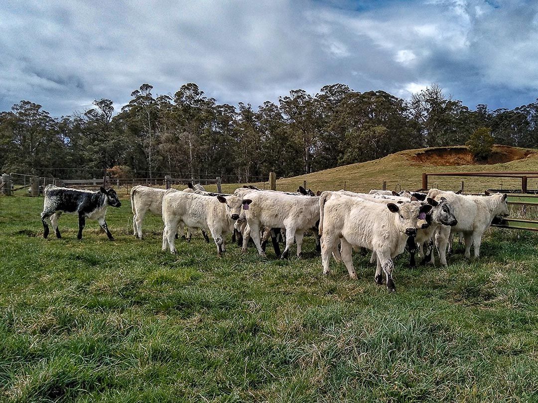 alinjarra speckle park