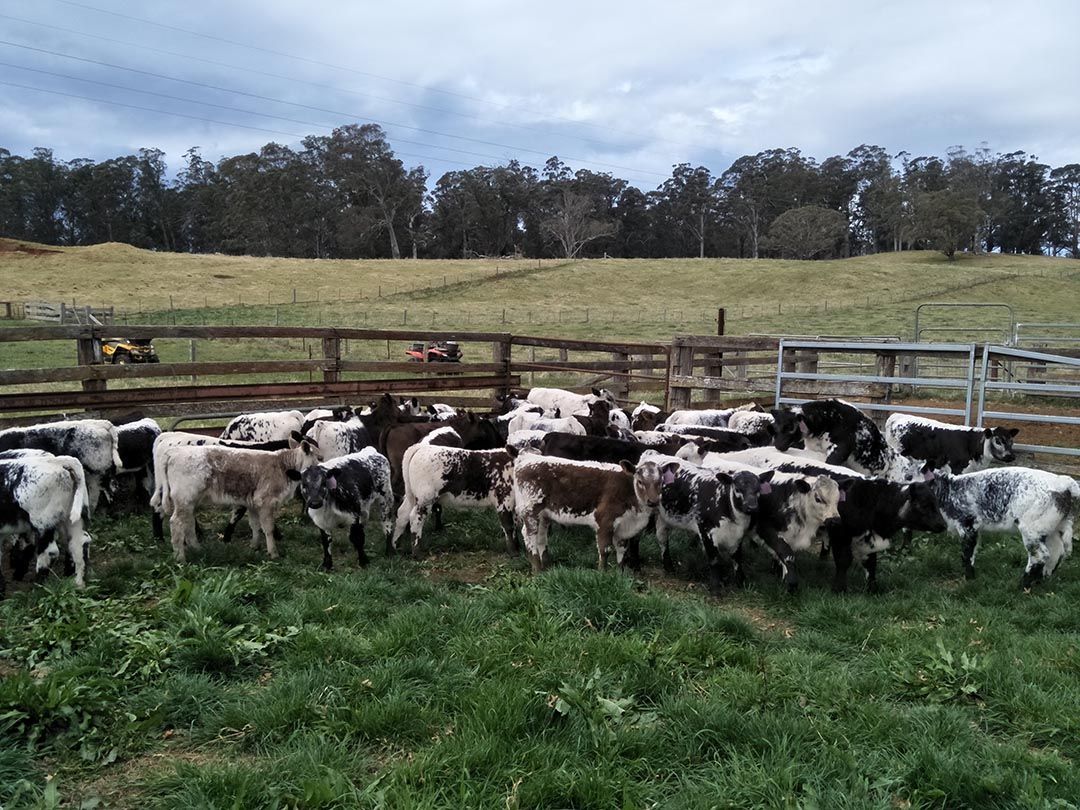 alinjarra speckle park