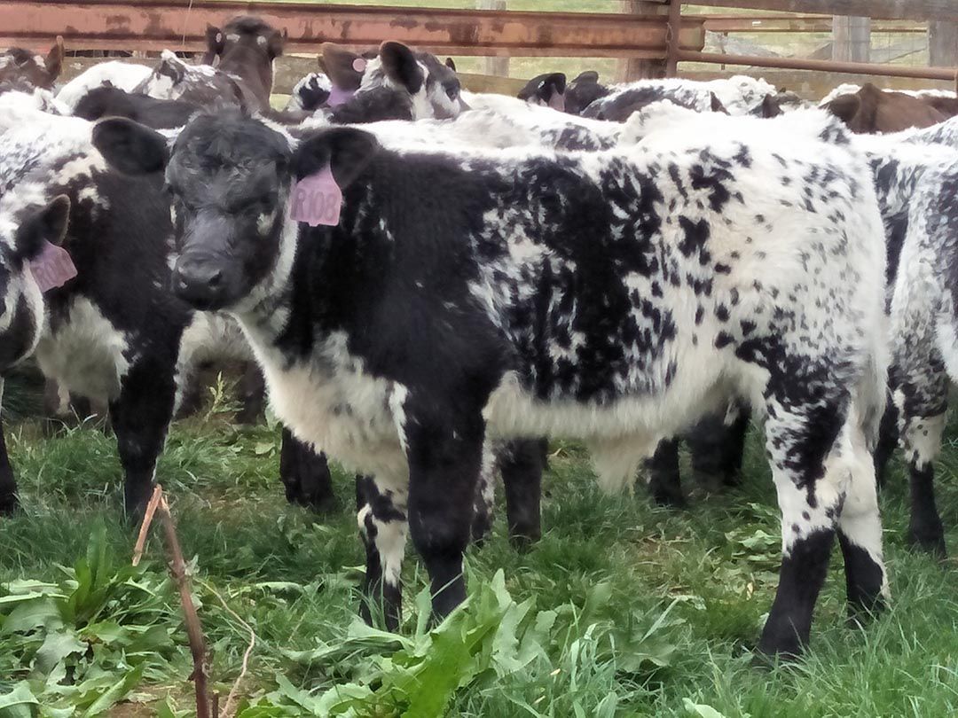 alinjarra speckle park