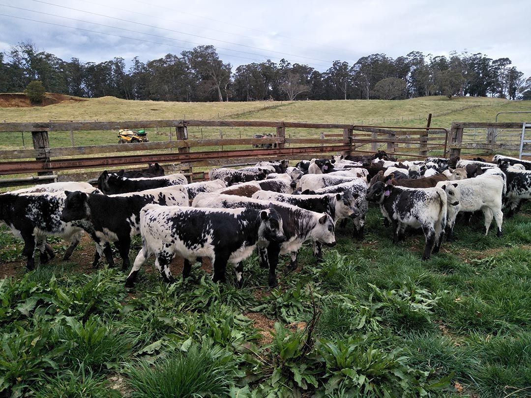 alinjarra speckle park