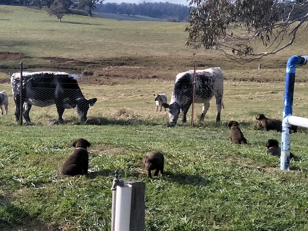 alinjarra speckle park