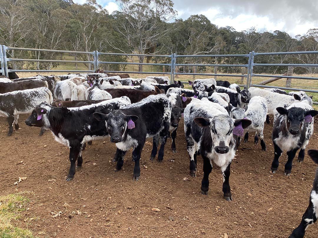 alinjarra speckle park