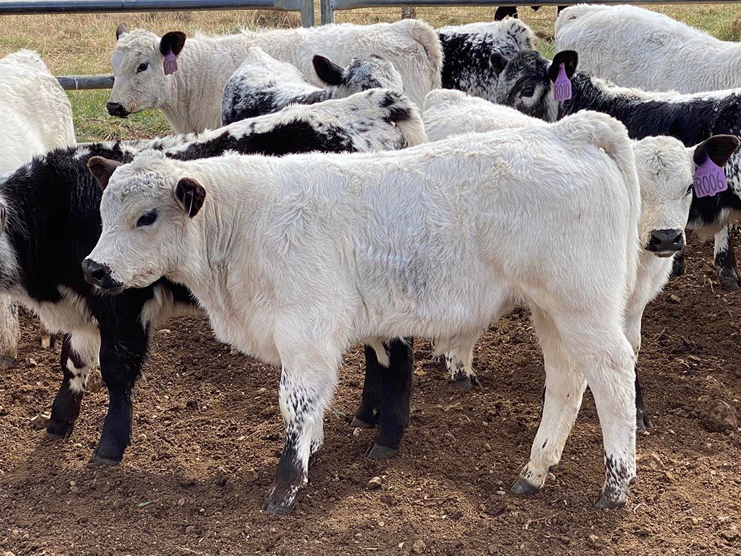 alinjarra speckle park