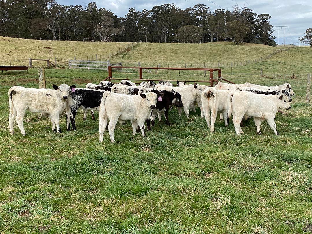 alinjarra speckle park