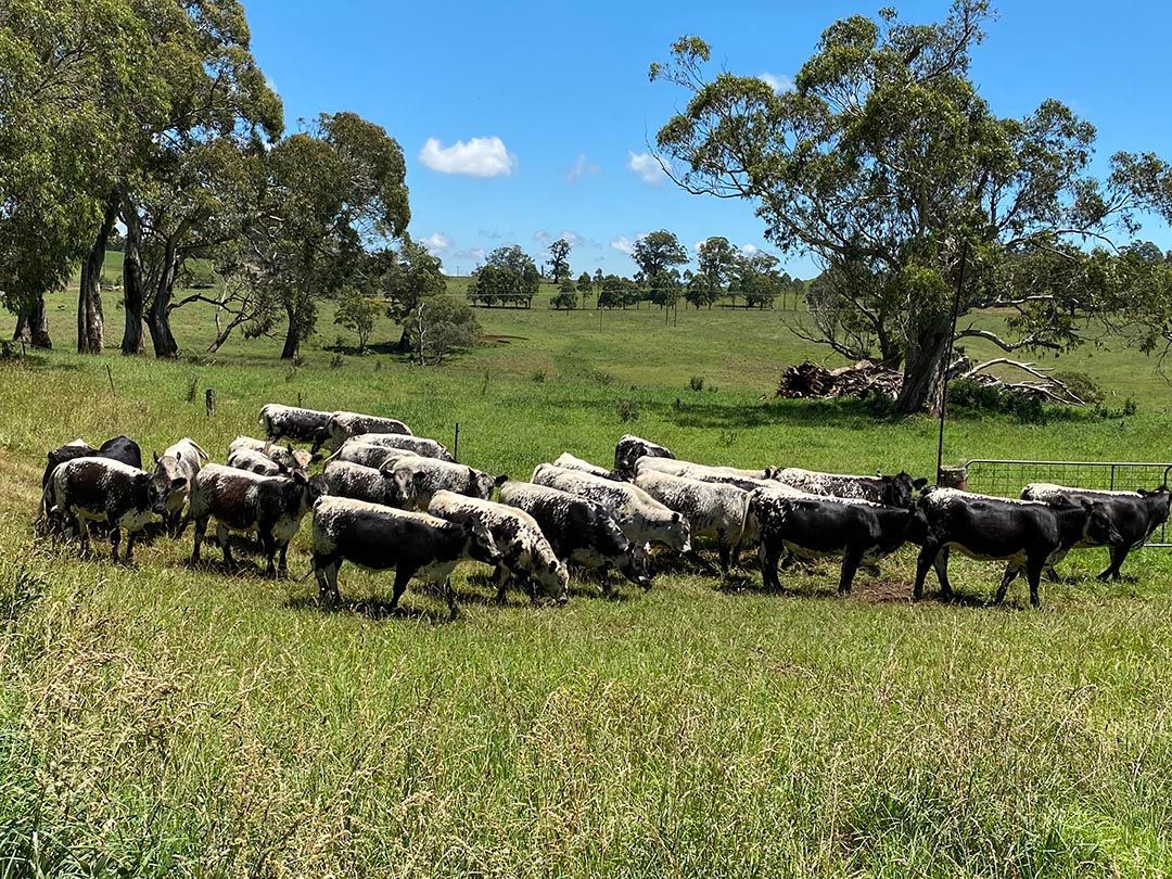 alinjarra speckle park