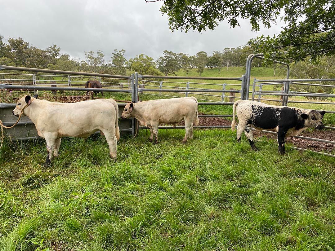 alinjarra speckle park