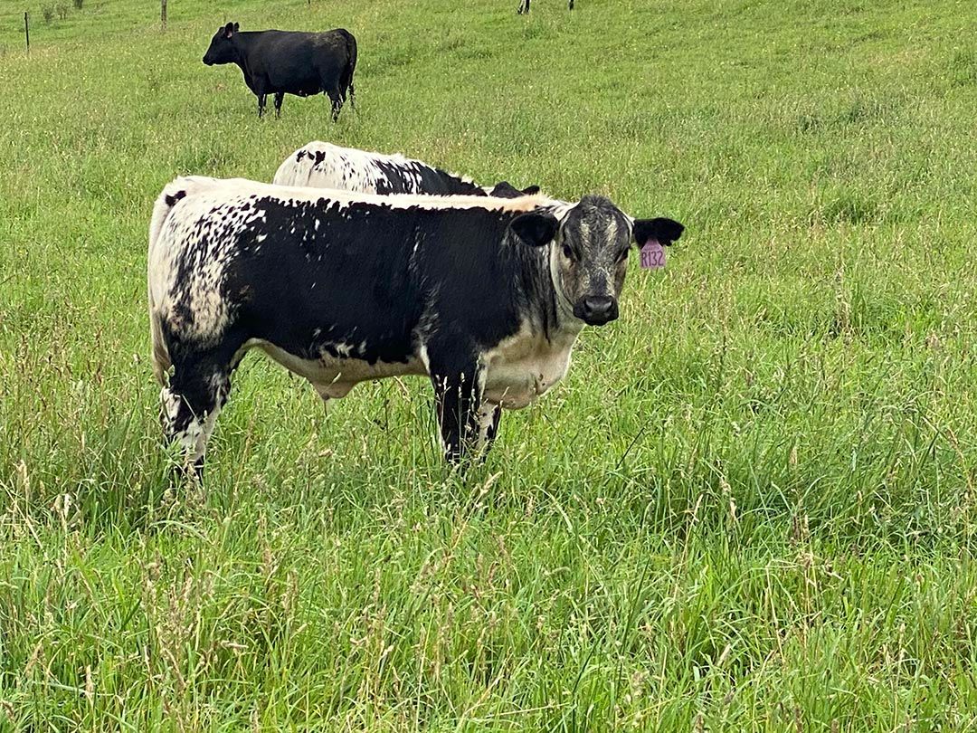 alinjarra speckle park