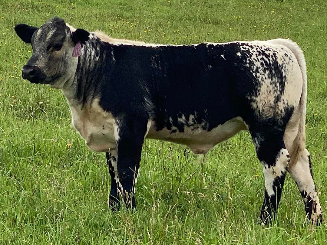 alinjarra speckle park