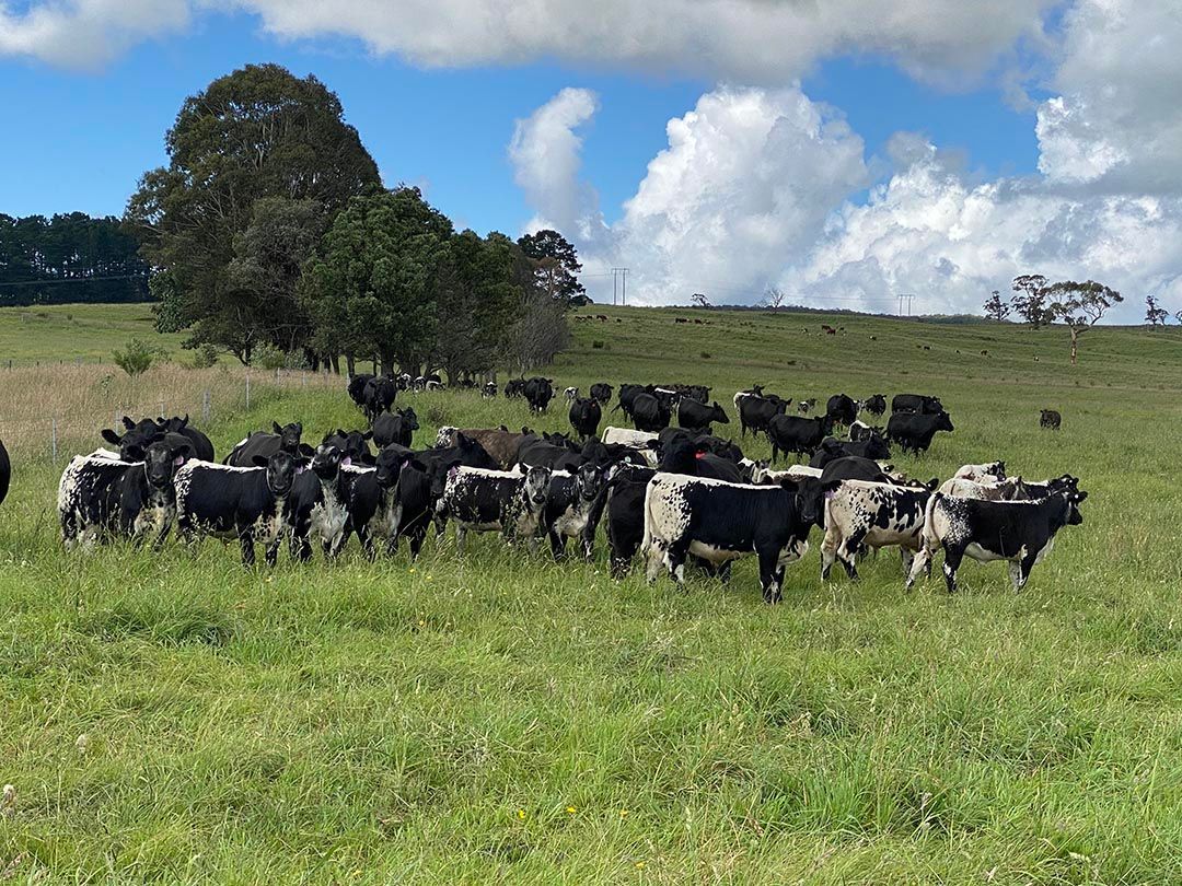 alinjarra speckle park