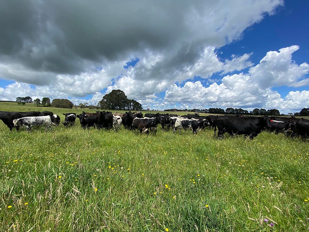 alinjarra speckle park