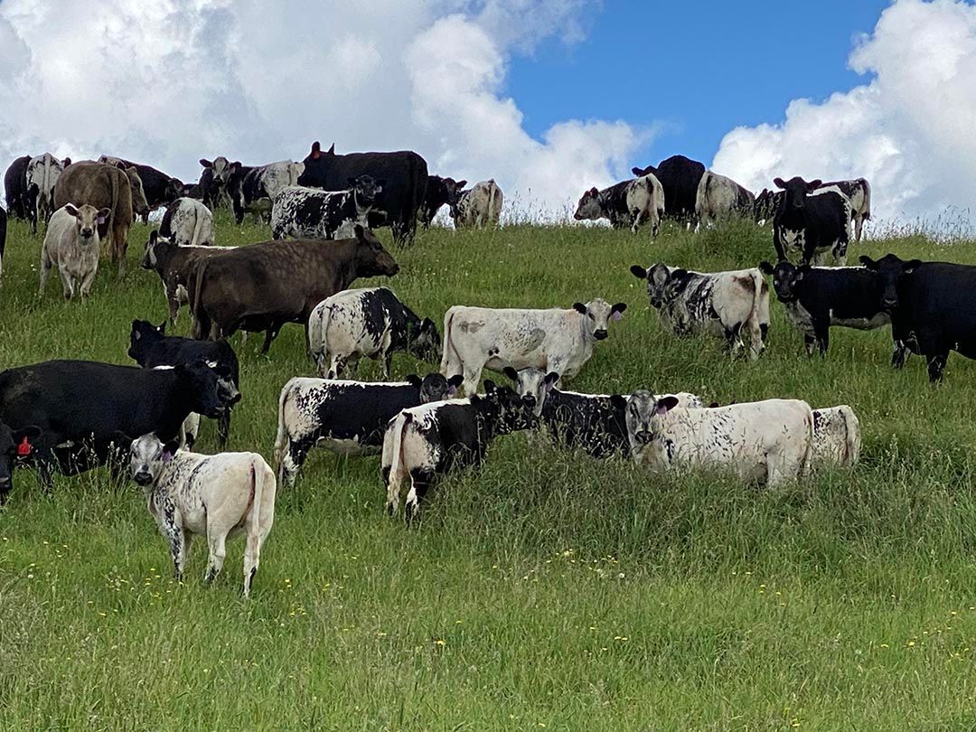 alinjarra speckle park