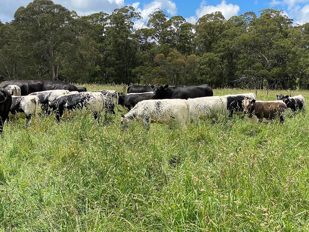 alinjarra speckle park