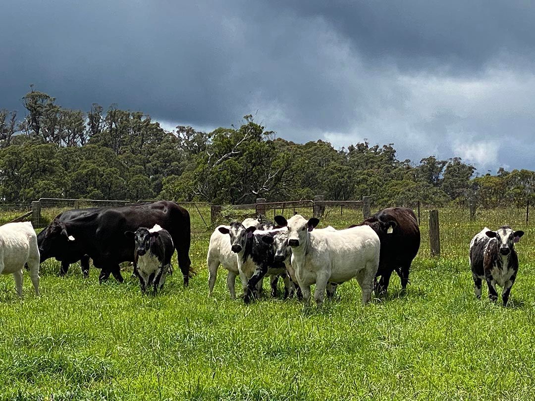 alinjarra speckle park