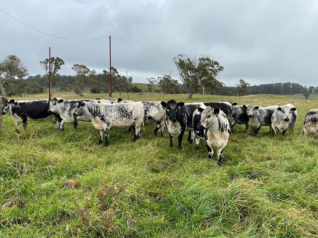 alinjarra speckle park