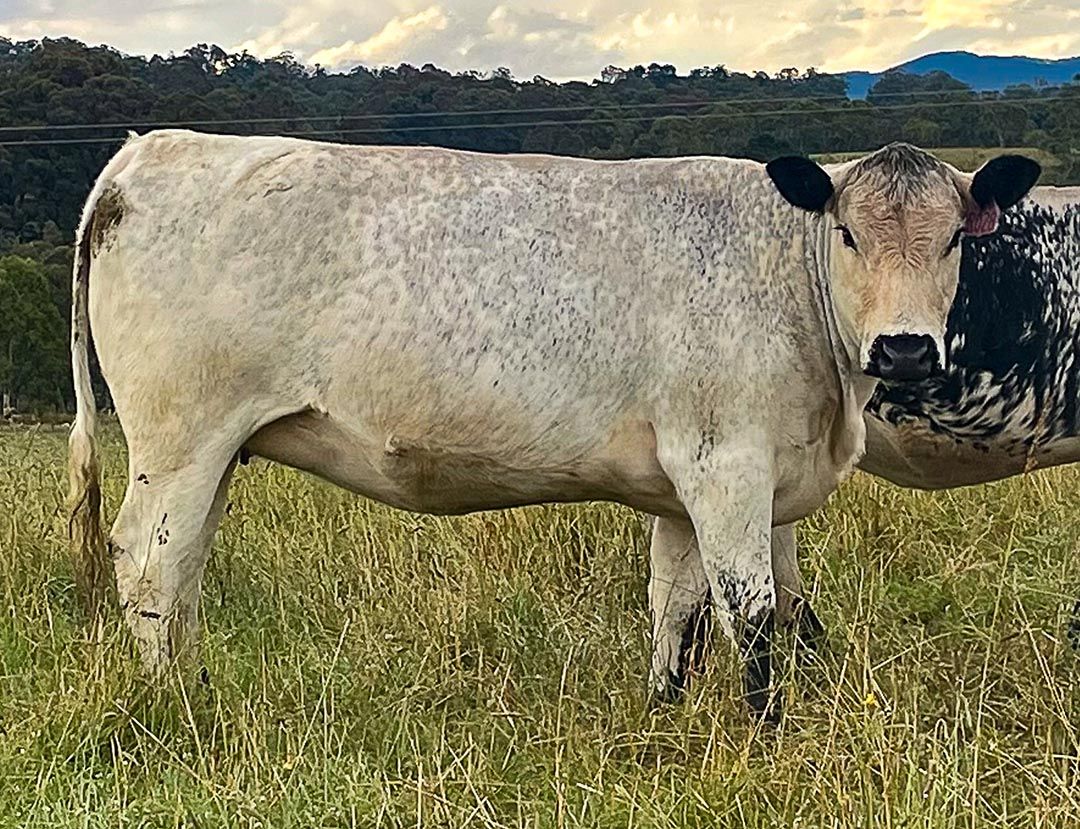 alinjarra speckle park