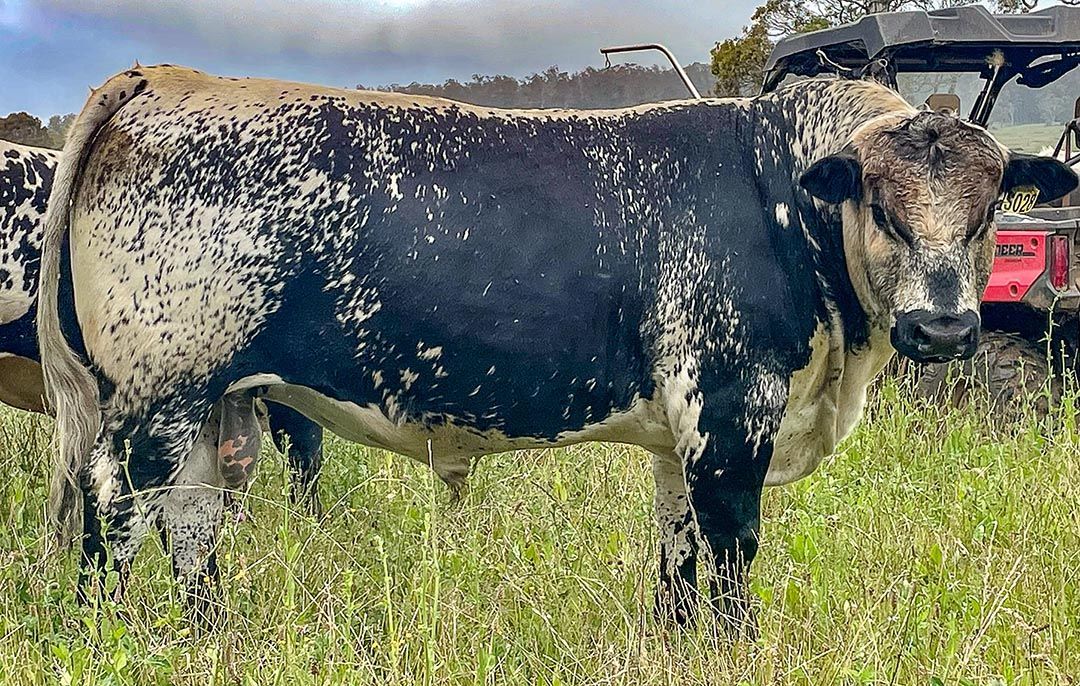 alinjarra speckle park