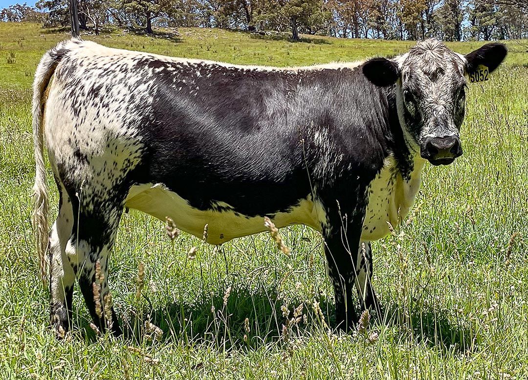 alinjarra speckle park